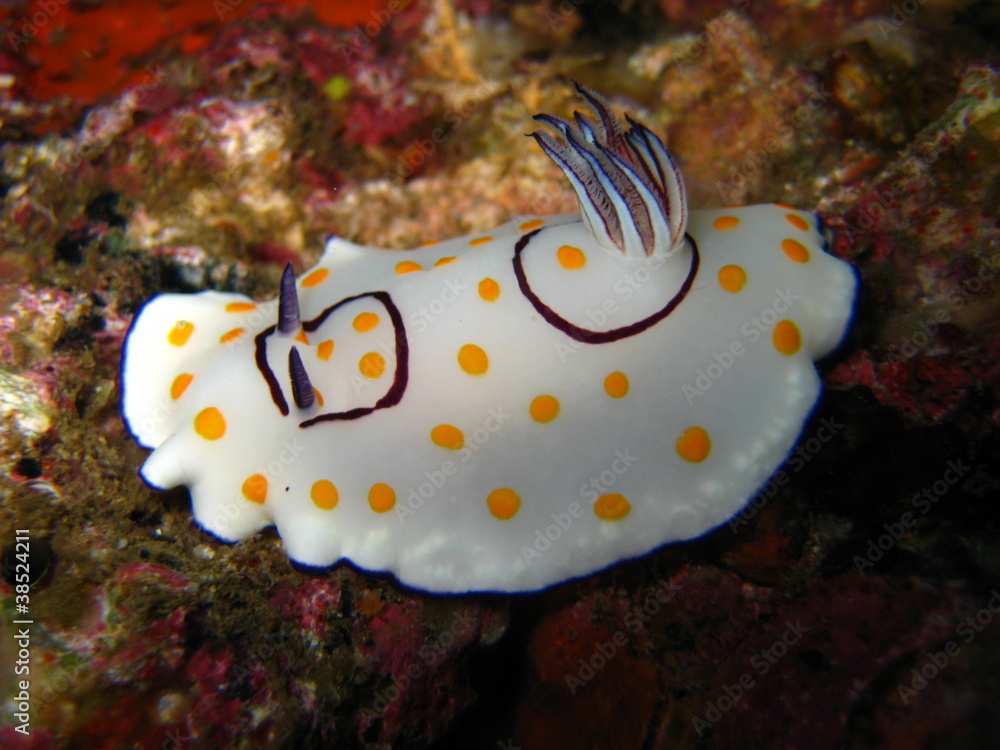 Nacktschnecke