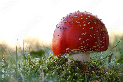 Fliegenpilz #035173