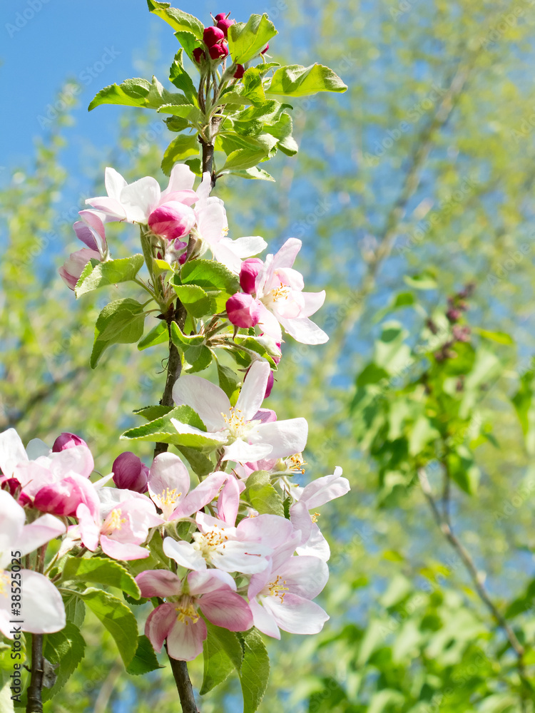 Fototapeta premium Apple garden