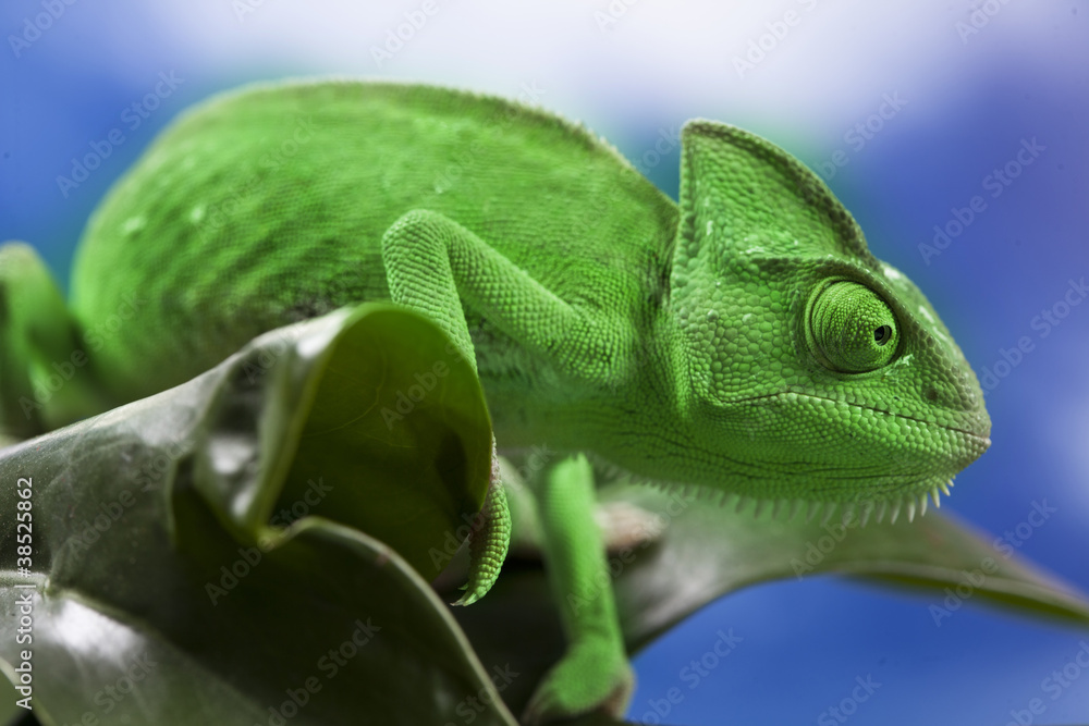 Fototapeta premium Green chameleon on leaf
