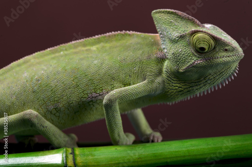 Green chameleon on bamboo