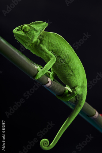 Green chameleon on bamboo #38525817