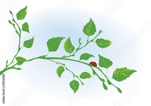 branch of birch and ladybird