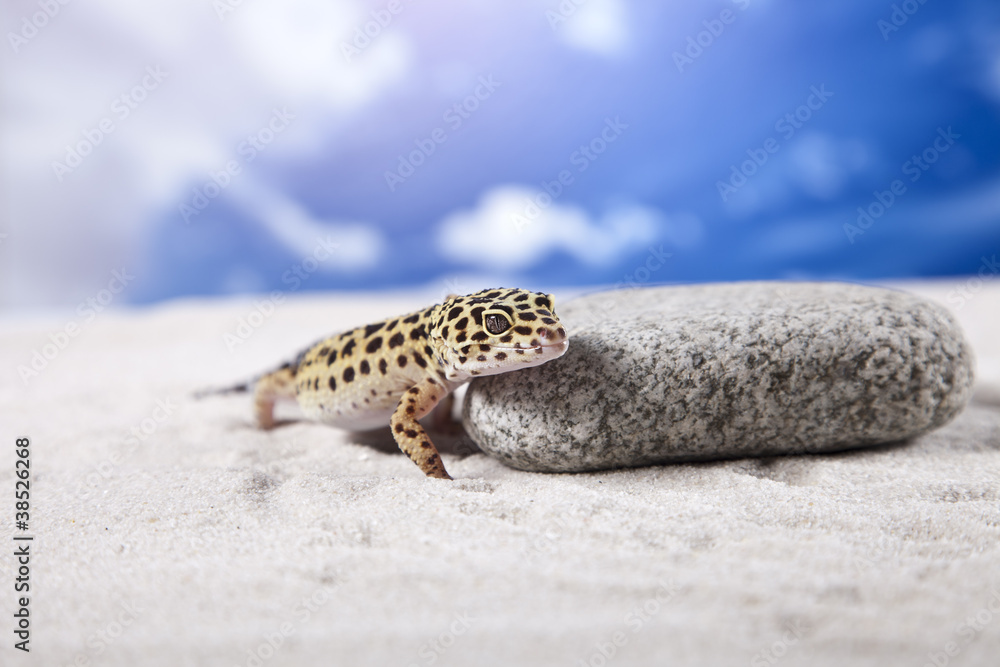 Naklejka premium Gecko on rock