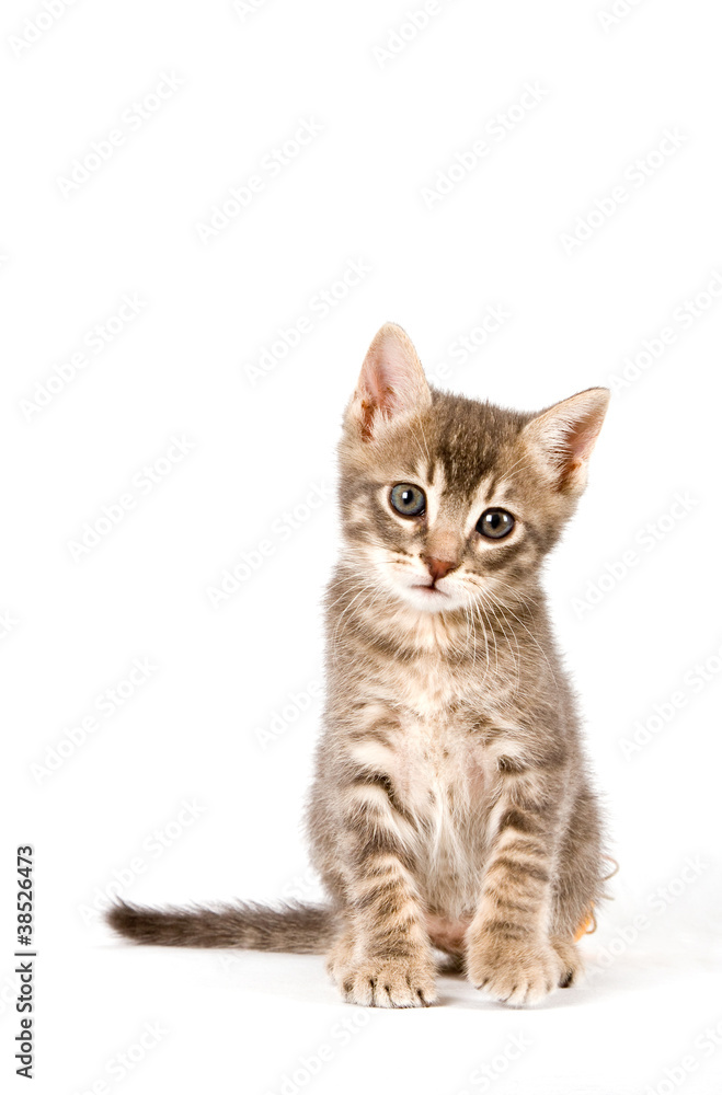 Obraz premium Kitten