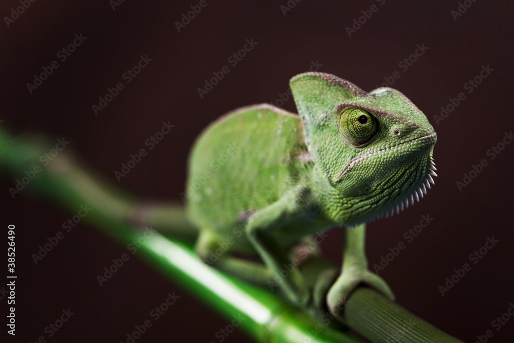 Fototapeta premium Green chameleon on bamboo