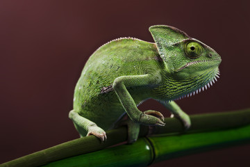 Handdoek met foto Kameleon Groene kameleon op bamboestengel  © BrunoWeltmann