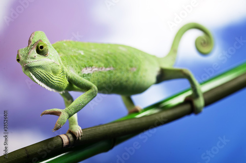 Green chameleon on bamboo © BrunoWeltmann