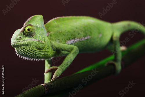 Green chameleon on bamboo © BrunoWeltmann