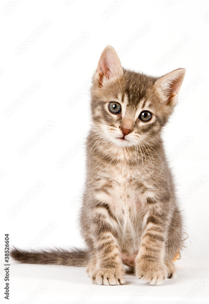 Baby cat Baby cat