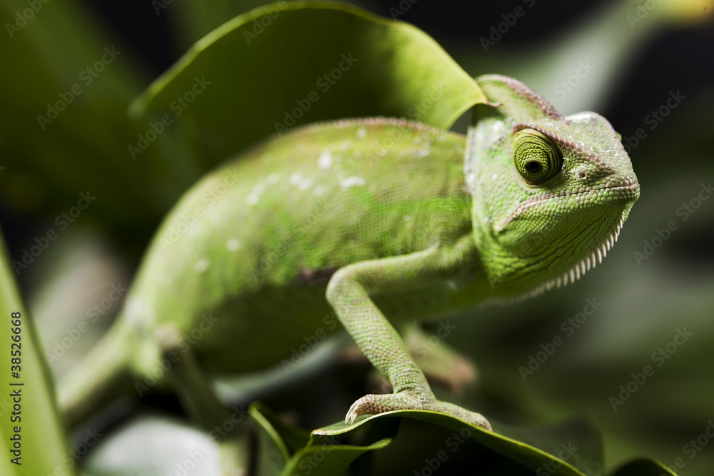 Fototapeta premium Green chameleon on flower