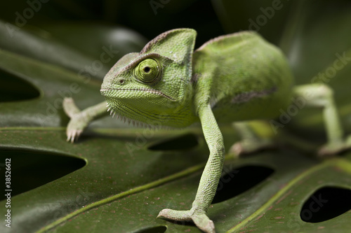 Green chameleon on leaf
