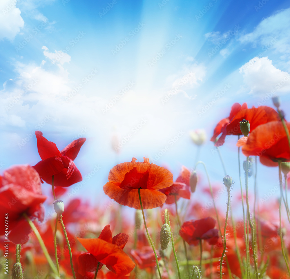 Obraz premium Landscape