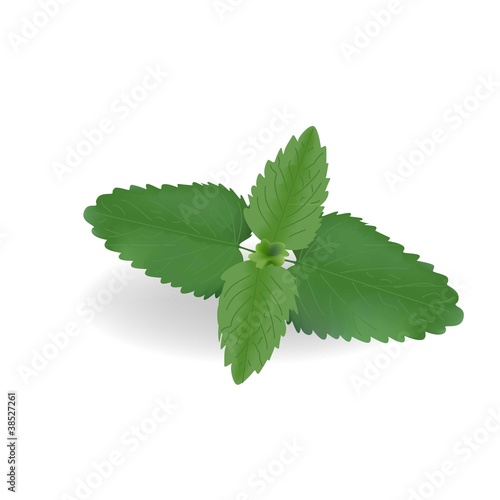mint leaves