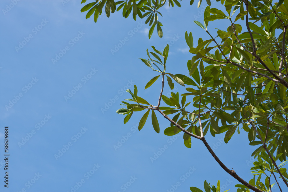 green leaves on blue sky background green leaves on blue sky background