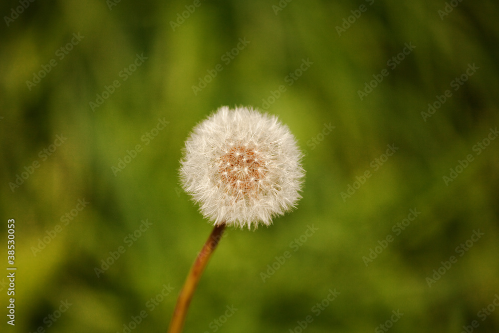 Fiore soffione Fiore soffione