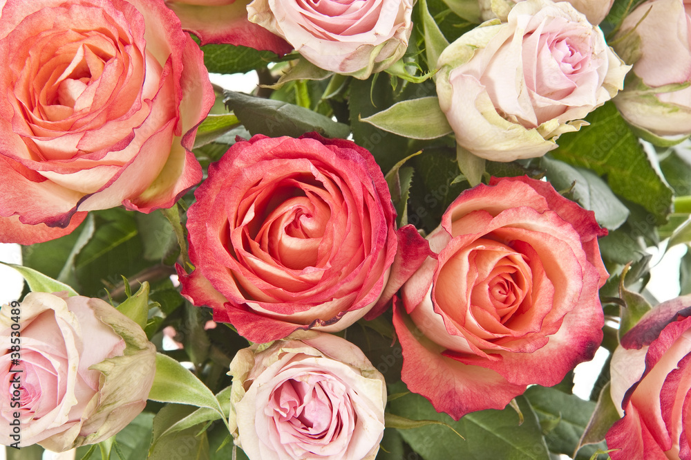 bunch of roses in detail bunch of roses in detail