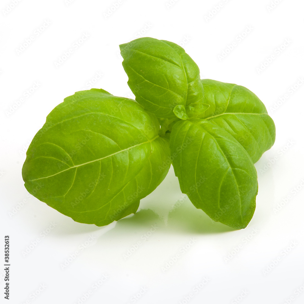 Fototapeta premium leaves of basil