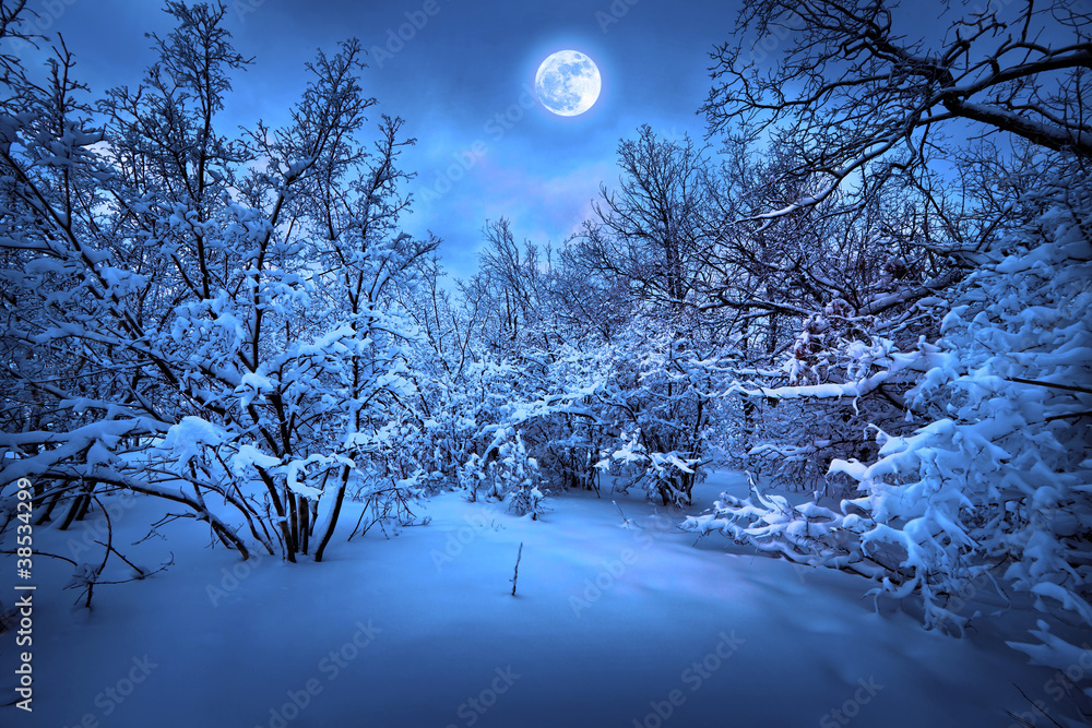 Fototapeta premium Moonlight night in winter wood