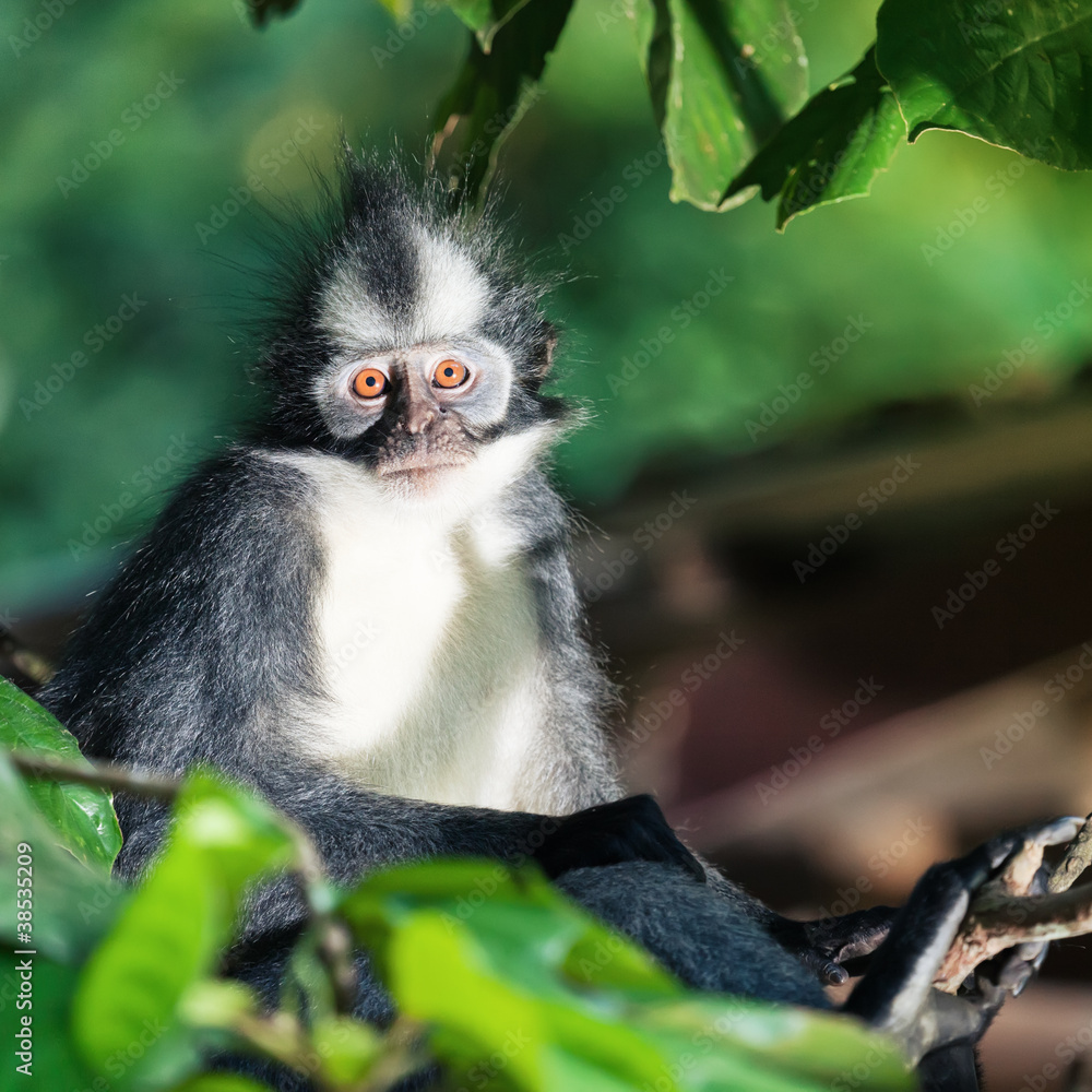 Fototapeta premium Thomas's leaf monkey