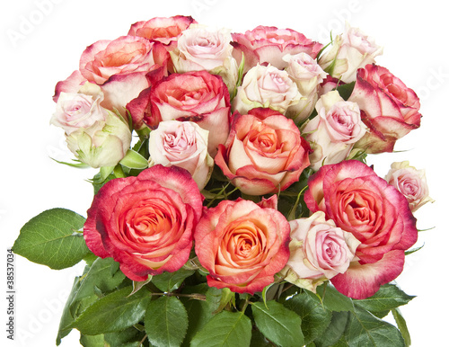 pink roses close up on white background © Vera Kuttelvaserova