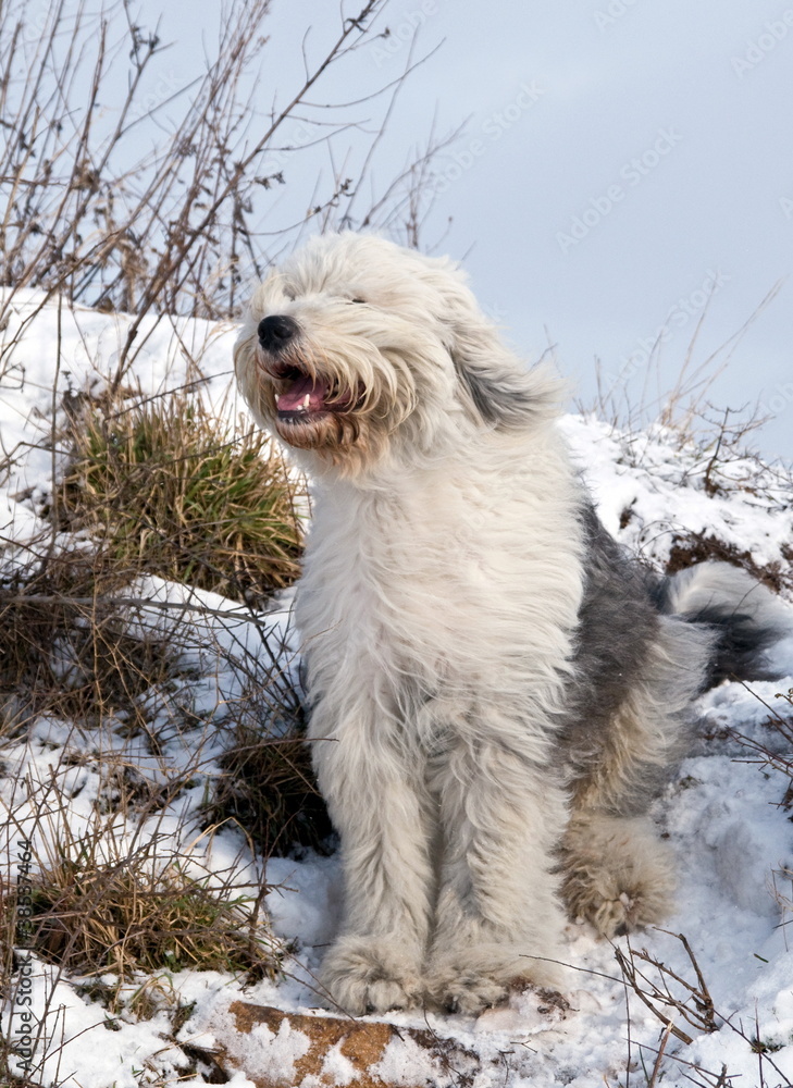 Bobtail im Schnee Bobtail im Schnee