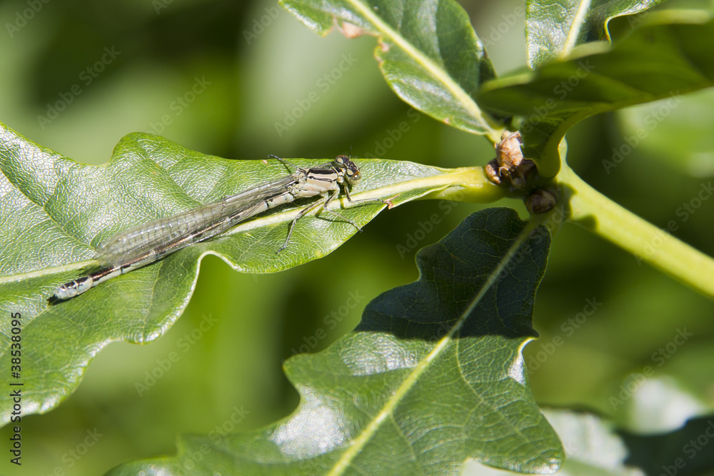 Damselfly Damselfly