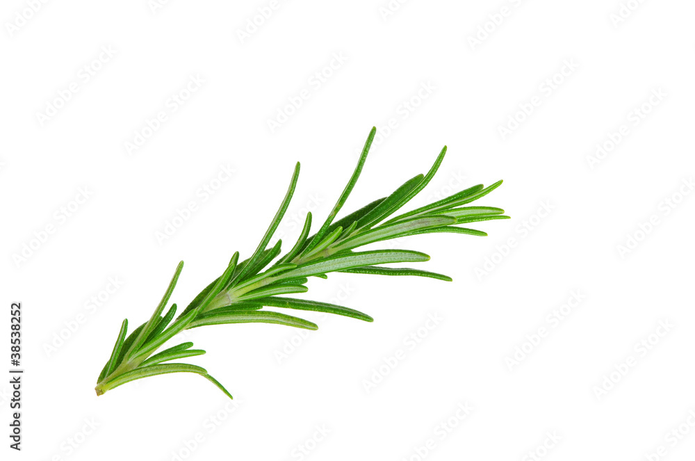 Fototapeta premium Rosmarin freigestellt - Rosemary isolated 08