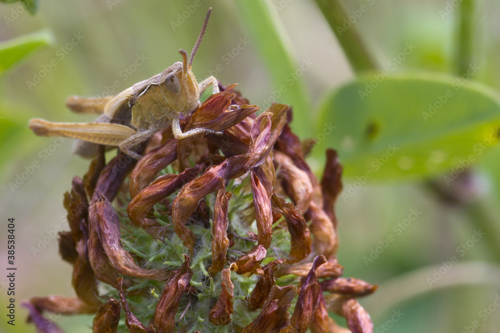 Obraz premium Grasshopper