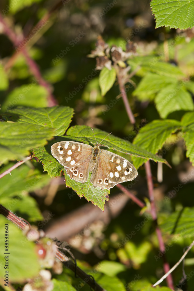 Obraz premium speckled wood butterfly