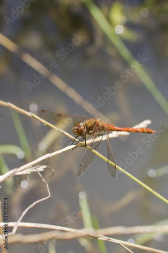 Ruddy Darter Dragonfly (Sympetrum sanguineum)