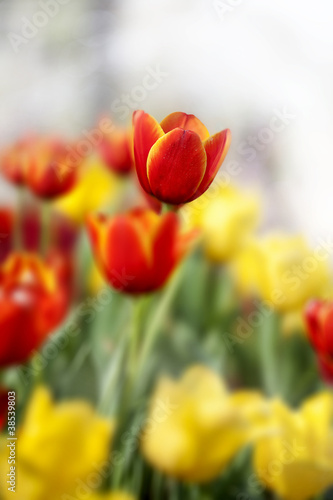 Colorful tulips © anekoho
