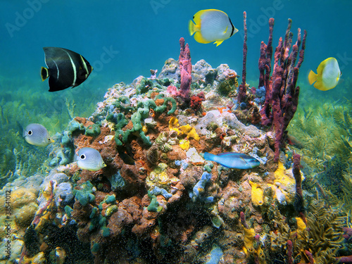 Colorful marine life with sea sponges and tropical fish underwater sea, Caribbean #38541012