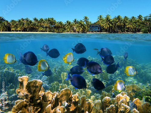 Over and underwater with a school of tropical fish in a coral reef and coastline with coconut trees and an house at the horizon, Caribbean sea