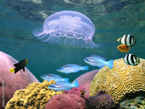 Jellyfish with colorful tropical fish and corals underwater sea #38541017