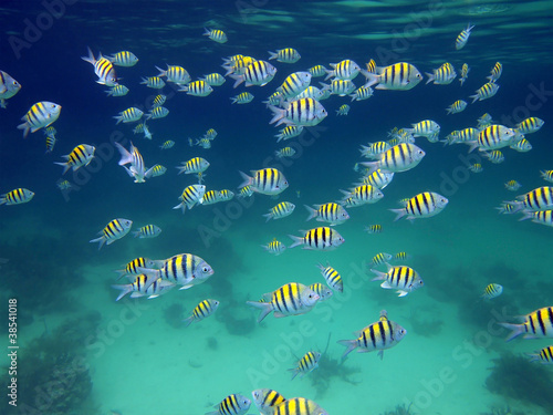 A school of sergeant major fish underwater in the Caribbean sea #38541018