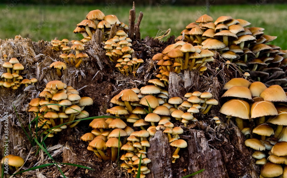 Viele Pilze Viele Pilze