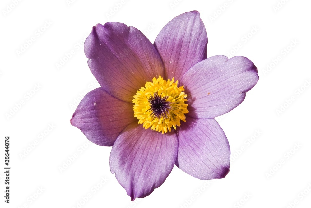 beautiful violet flower isolated on a white background
