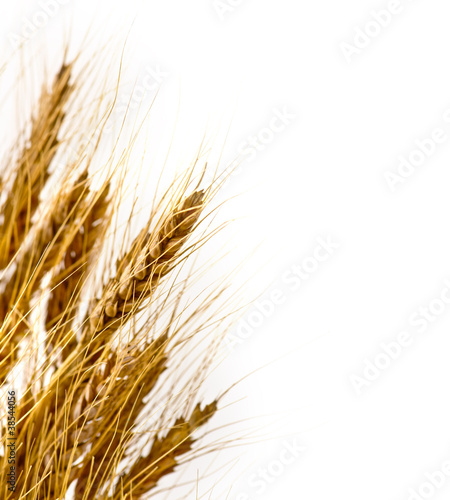 Wheat on isolated white background