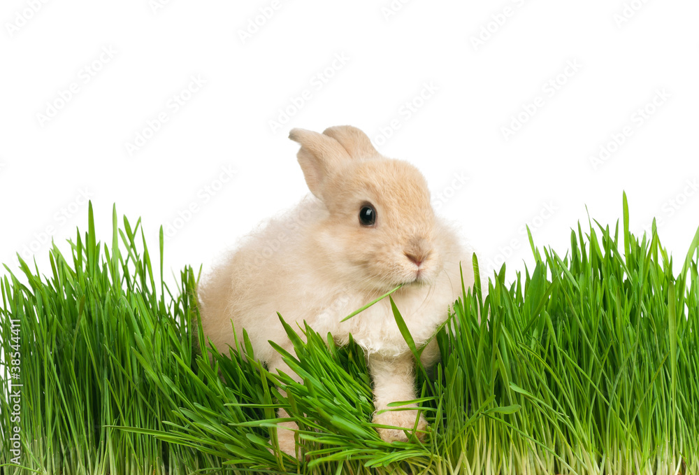 Fototapeta premium Rabbit in grass
