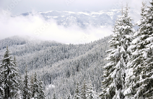 mountain forest in winter  Chepelare ski zone  Rhodope mountains  Bulgaria