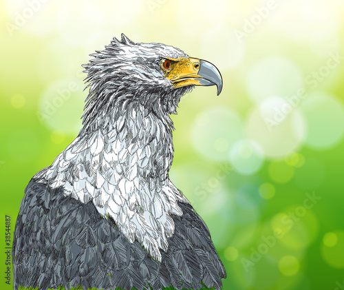 sitting eagle - vector drawing