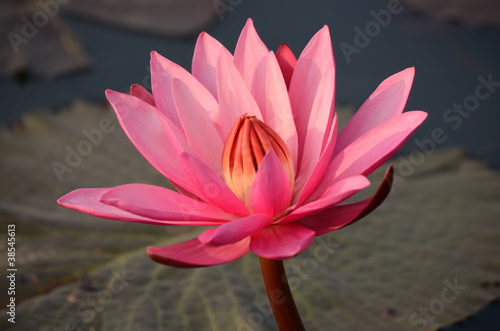 red lotus