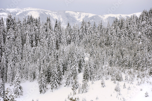 fir-trees in snow