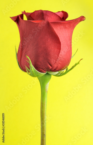 Beautiful Red Rose on Yellow Background
