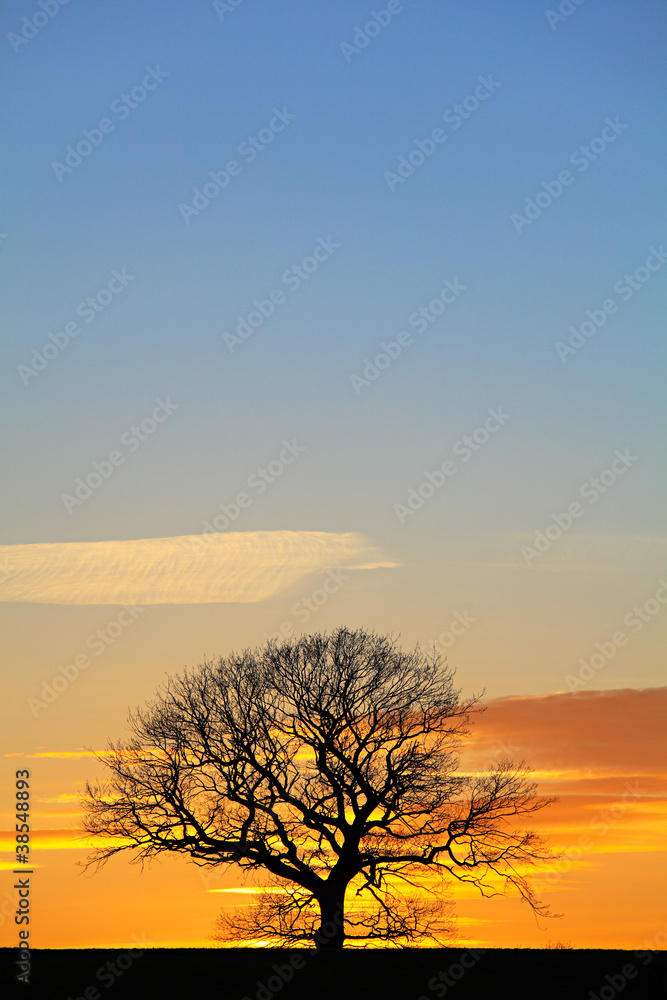 Dramatic Sunset Sky with Single Tree Silhouette