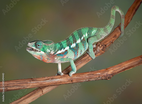 Chameleon chewing cricket