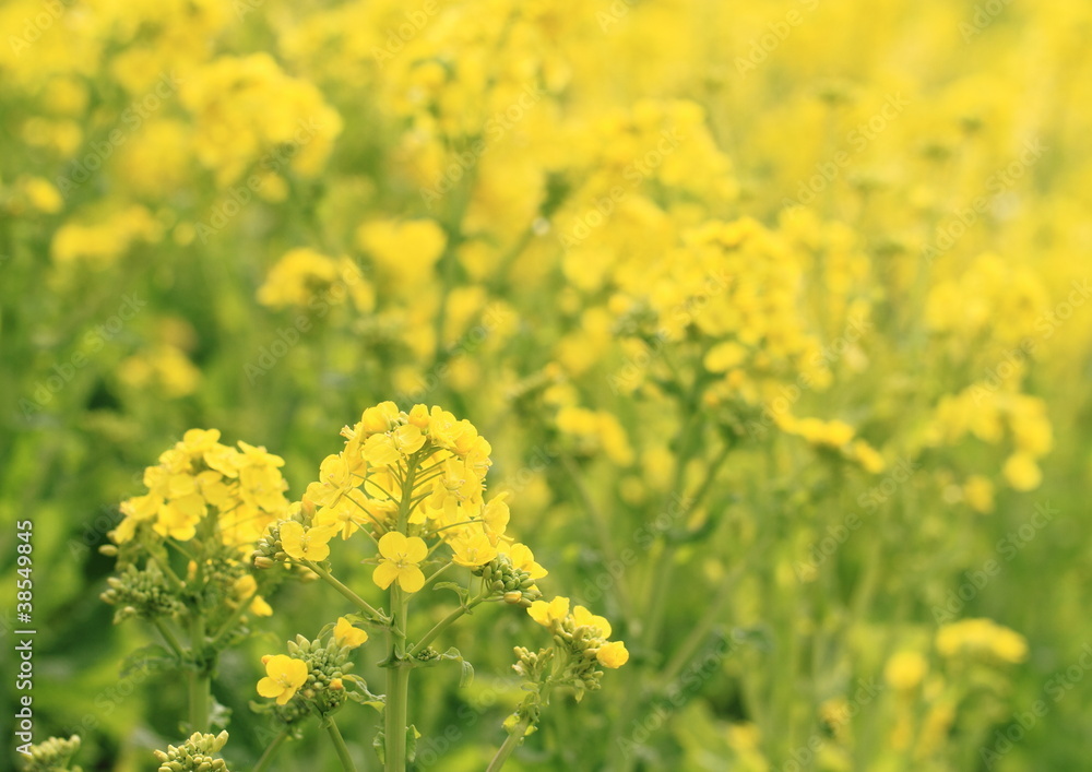 菜の花畑 菜の花畑