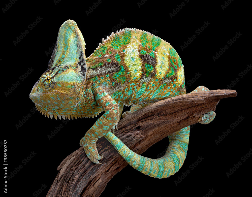 Fototapeta Veiled Chameleon on wood