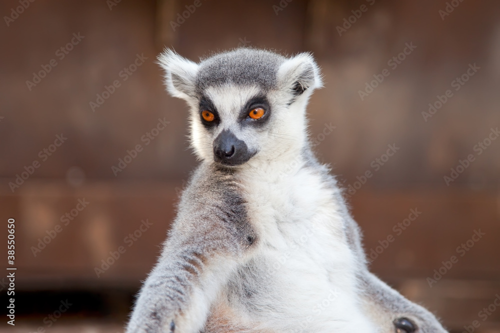 Obraz premium Ring-tailed lemur (Lemur catta)
